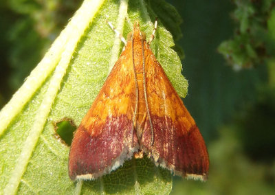 5040 - Pyrausta bicoloralis; Bicolored Pyrausta Moth