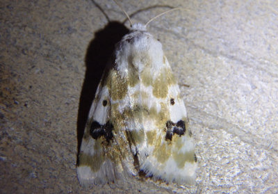 11177 - Schinia nundina; Goldenrod Flower Moth