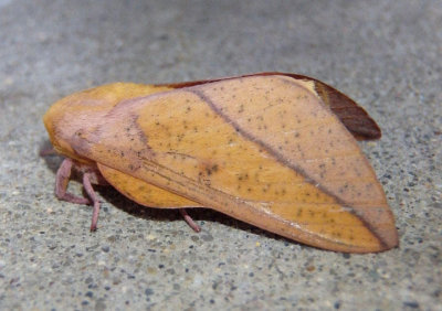 7712 - Sphingicampa bisecta; Bisected Honey Locust Moth