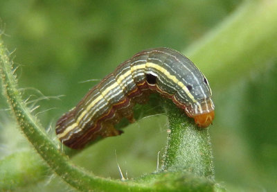 9669 - Spodoptera ornithogalli; Yellow-striped Armyworm