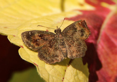 Staphylus hayhurstii; Hayhurst's Scallopwing