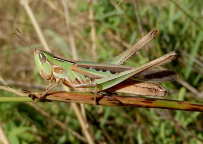 Syrbula admirabilis; Admirable Grasshopper; female