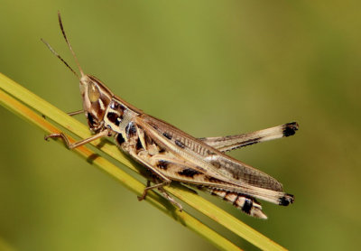 Slant-faced and Toothpick Grasshoppers