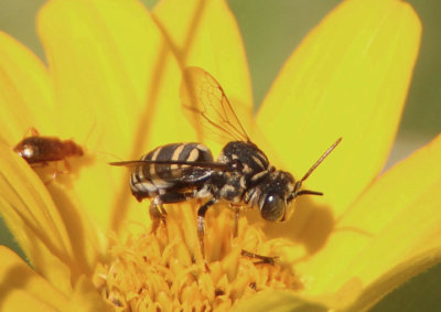 Triepeolus Cuckoo Bee species; male