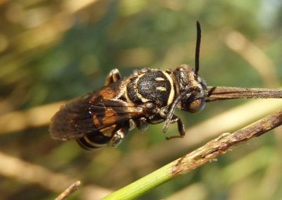 Triepeolus lunatus; Cuckoo Bee species