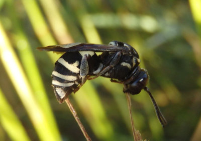 Triepeolus lunatus; Cuckoo Bee species