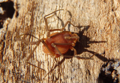 Libitioides sayi; Armored Harvestman species