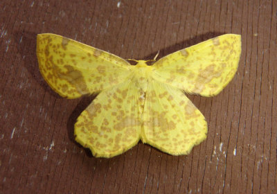 6740-6743 - Xanthotype Geometrid Moth species