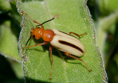 Blister Beetles