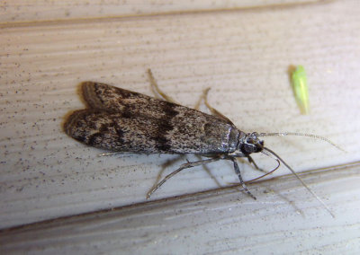 5968 - Zophodia grossulariella; Gooseberry Fruitworm Moth