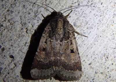 11035 - Abagrotis discoidalis; Dart Moth species