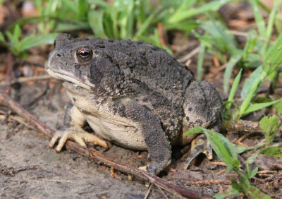 Woodhouse's Toad