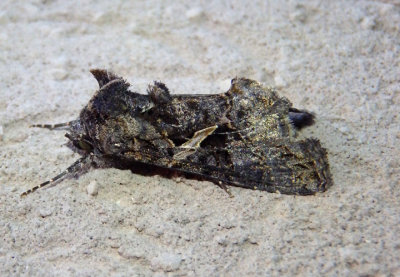 8889 - Ctenoplusia oxygramma; Sharp-stigma Looper Moth