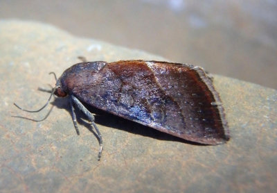 9688 - Galgula partita; The Wedgeling; female