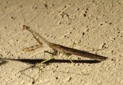 Stagmomantis carolina; Carolina Mantis; male