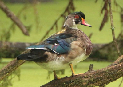 Wood Duck; immature male