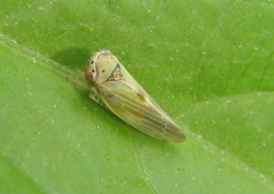 Agalliopsis Leafhopper species