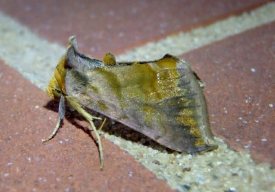 8898 - Allagrapha aerea; Unspotted Looper Moth