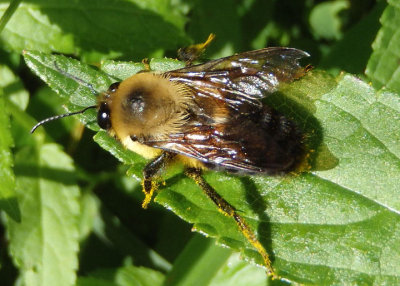 Bombus griseocollis; Brown-belted Bumble Bee; male