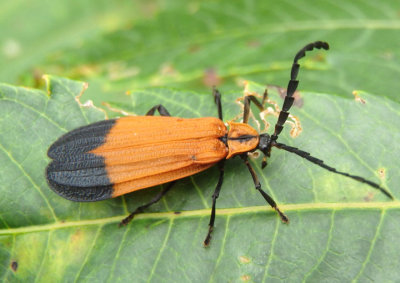 Calopteron terminale; End Band Net-wing