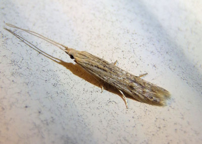 1350 - Coleophora quadruplex; Casebarer Moth species