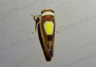 Colladonus clitellarius; Saddleback Leafhopper