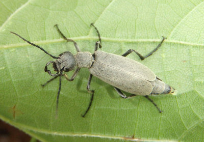 Epicauta Blister Beetle species