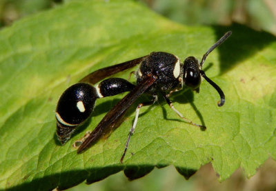 Eumenes fraternus; Potter Wasp species
