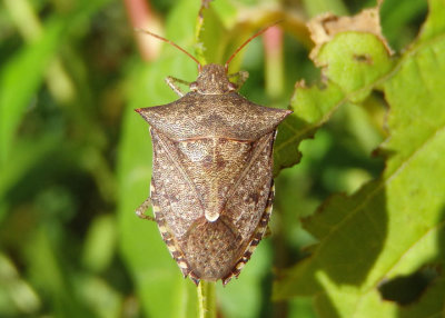 Euschistus tristigmus; Dusky Stink Bug
