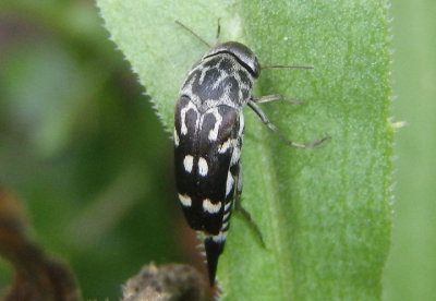 Hoshihananomia octopunctata; Tumbling Flower Beetle species