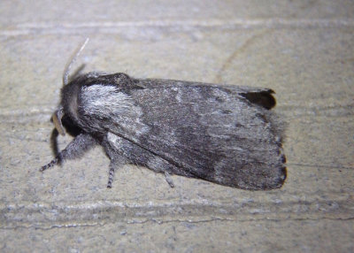 7685 - Heteropacha rileyana; Riley's Lappet Moth