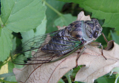 Neotibicen linnei; Linne's Annual Cicada