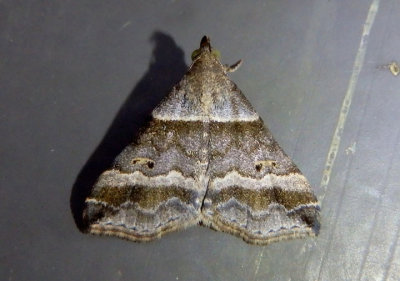 8338 - Phalaenophana pyramusalis; Dark-banded Owlet