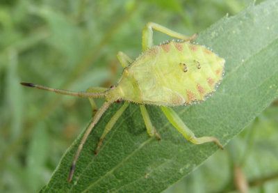 Piezogaster Leaf-footed Bug species nymph