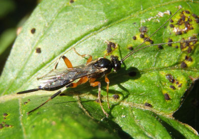 Pimpla Ichneumon Wasp species; female