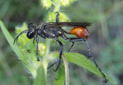 Prionyx Thread-waisted Wasp species