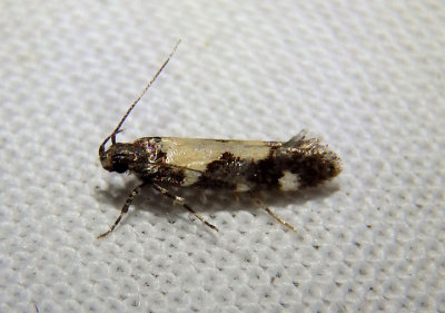 2209 - Stegasta bosqueella; Red-necked Peanutworm Moth