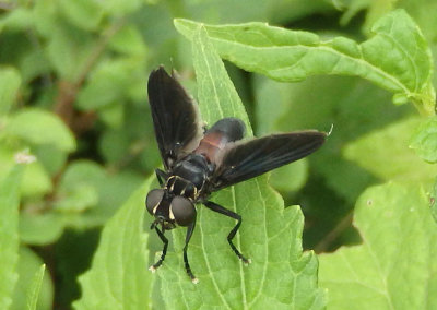 Trichopoda lanipes; Feather-legged Fly species