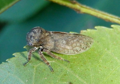 Microcentrus caryae; Treehopper species