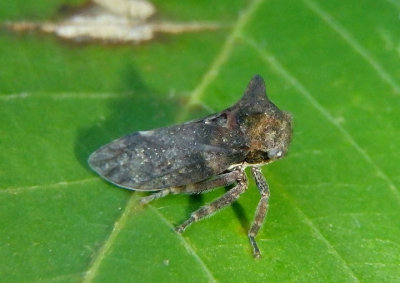 Microcentrus caryae; Treehopper species