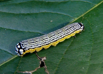 9618 - Phosphila turbulenta; Turbulent Phosphila caterpillar
