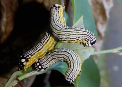 9618 - Phosphila turbulenta; Turbulent Phosphila caterpillars
