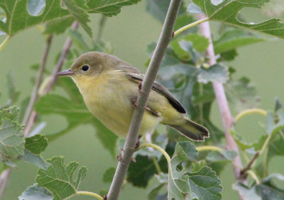 Yellow Warbler; immature