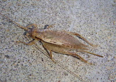 Orocharis saltator; Jumping Bush Cricket; female