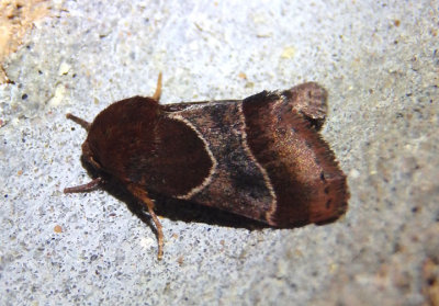11128 - Schinia arcigera; Arcigera Flower Moth