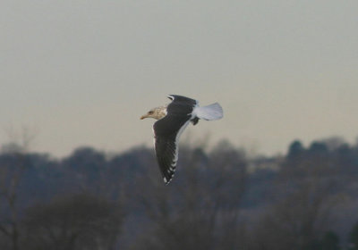 Slaty-backed Gull; basic