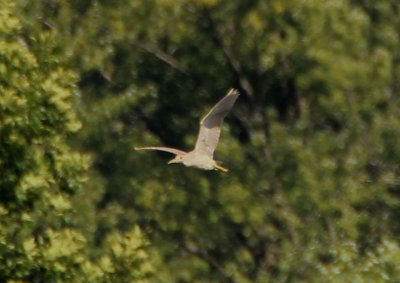 Black-crowned Night Heron; juvenile