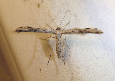6160 - Adaina ambrosiae; Ragweed Plume Moth
