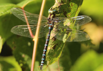 Aeshna constricta; Lance-tipped Darner; male