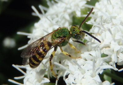 Agapostemon splendens; Metallic Green Bee species
